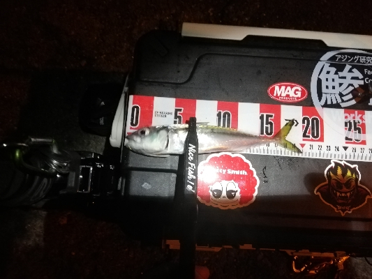 南港アジング　渋くなってきました。