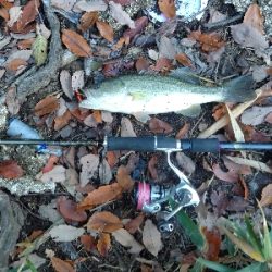 ひさしぶりのバス釣り