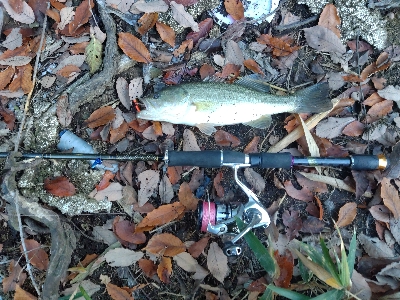 ひさしぶりのバス釣り