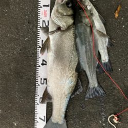 朝マズメにランカーヒラスズキ!!