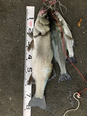 朝マズメにランカーヒラスズキ!!