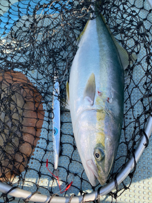 ルンルンルンゴ♪(ジギング)