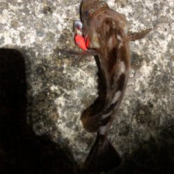 アジング練習のはずが