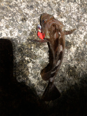 アジング練習のはずが