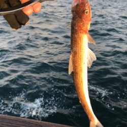 コスモスクエア釣果