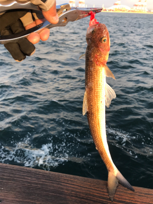 コスモスクエア釣果