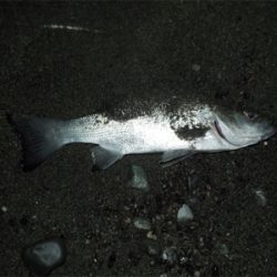 シーバスくん！