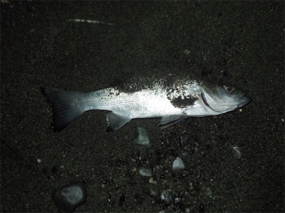 シーバスくん！