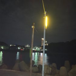 アオリイカ胴長29センチ