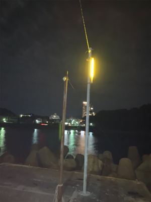 アオリイカ胴長29センチ