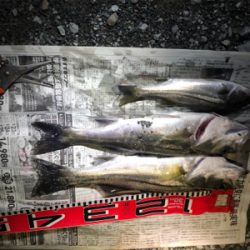 また、セイゴ40cm