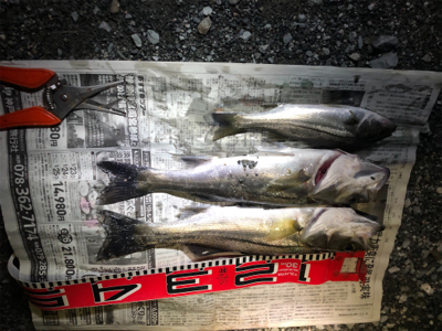 また、セイゴ40cm