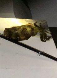 今シーズン初ヤエン