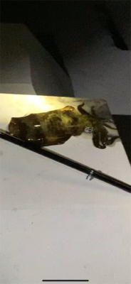 今シーズン初ヤエン