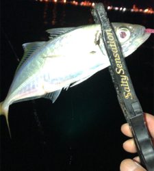 アジングナイト(寒かった)