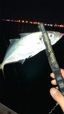 アジングナイト(寒かった)