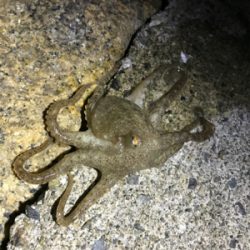 メバルはいるかな？