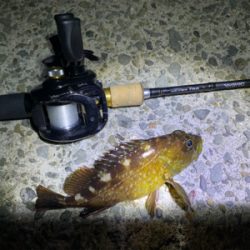 アジ、サバ、太刀魚、ガシラ