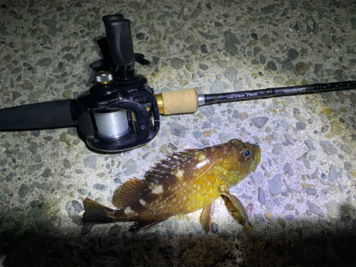 アジ、サバ、太刀魚、ガシラ