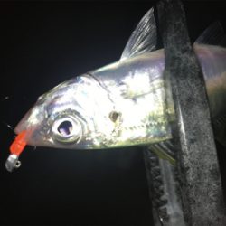 潮の動きは大事だねアジング