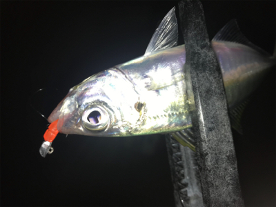 潮の動きは大事だねアジング