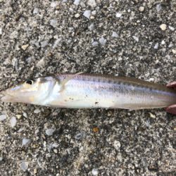 カレイ狙いのキス