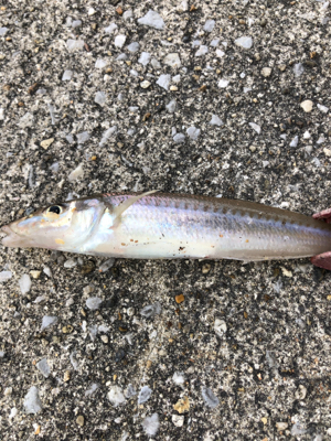 カレイ狙いのキス