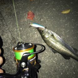 ランカーを求めて