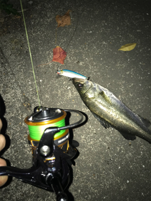 ランカーを求めて