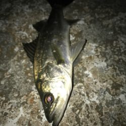 コスモスクエア釣果