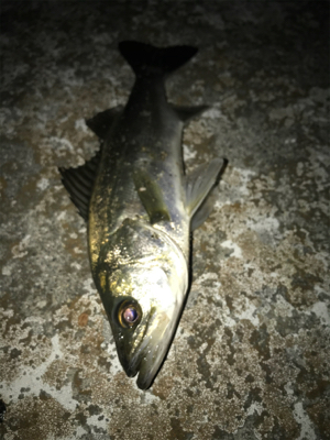 コスモスクエア釣果