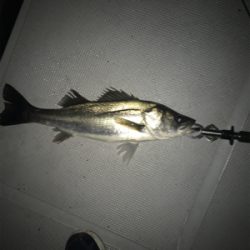 ボートシーバス