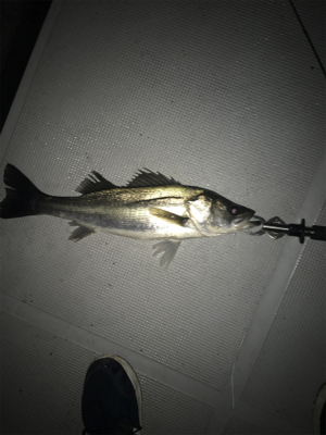 ボートシーバス