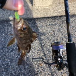 ネバってサゴシゲット