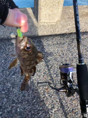 ネバってサゴシゲット