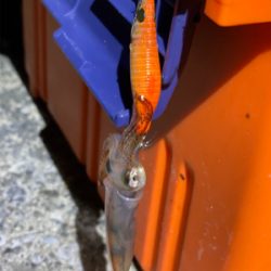 ヒイカ　エギング