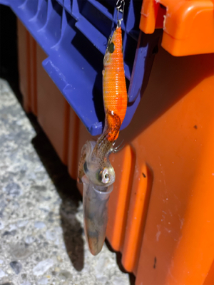 ヒイカ　エギング