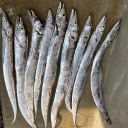 タチウオ爆釣!!指4サイズ連発!!