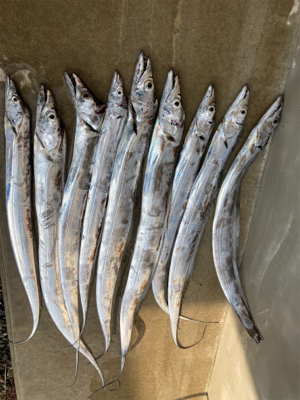 タチウオ爆釣!!指4サイズ連発!!