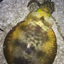 昼夜通して良型アオリイカゲット