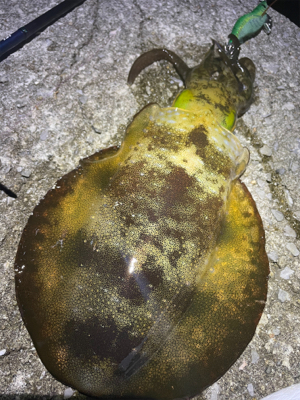 昼夜通して良型アオリイカゲット