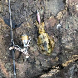 安定のアオリイカ