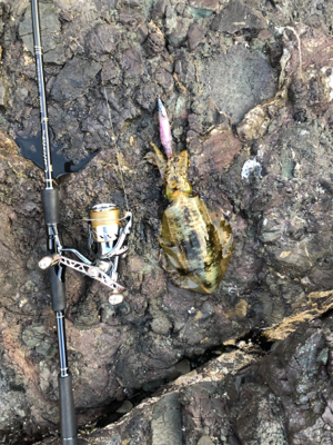 安定のアオリイカ