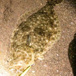 良型ヒラメゲットでござんす