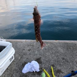 クサフグまみれ