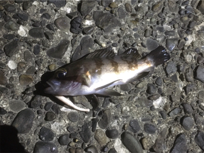 今日はアジあんまりでした〜