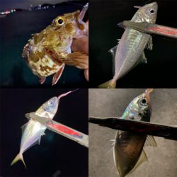 アジングは、楽しい