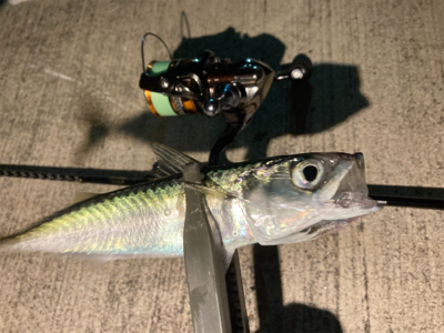 リールオーバーホール後のアジ・サバ