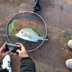 大正内港で落とし込み