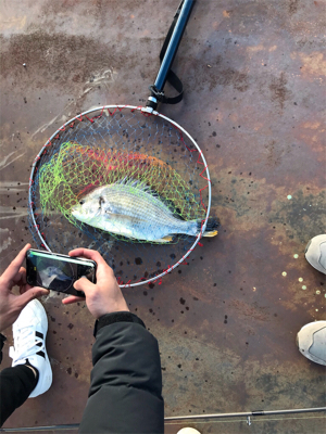 大正内港で落とし込み